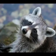 Raccoonstock